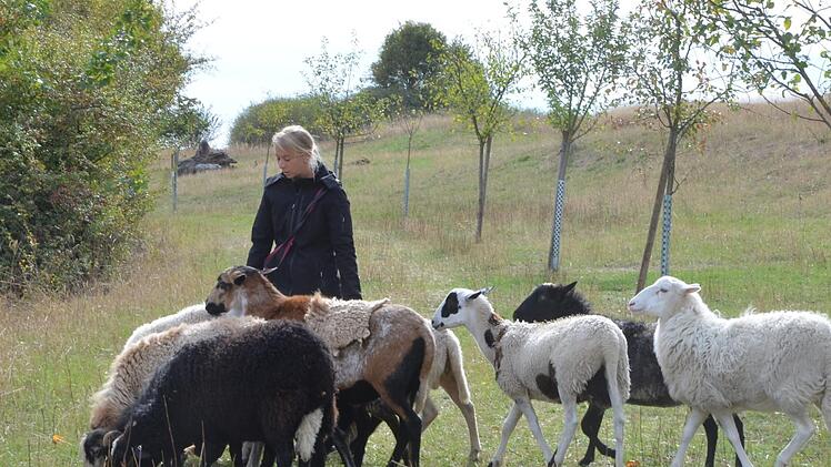 Tanja Jung pflegt mit ihren Schafen die Terrassen am Fechheimer Berg. Rainer Lutz