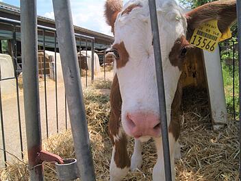 Das Kälbchen ist erst wenige Tage alt. Lucie Homann