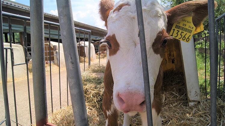 Das Kälbchen ist erst wenige Tage alt. Lucie Homann