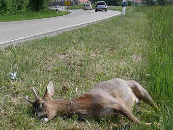 Vor allem im Herbst  sterben immer wieder Wildtiere wie dieser Rehbock im Straßenverkehr. Foto: Jagdverband
