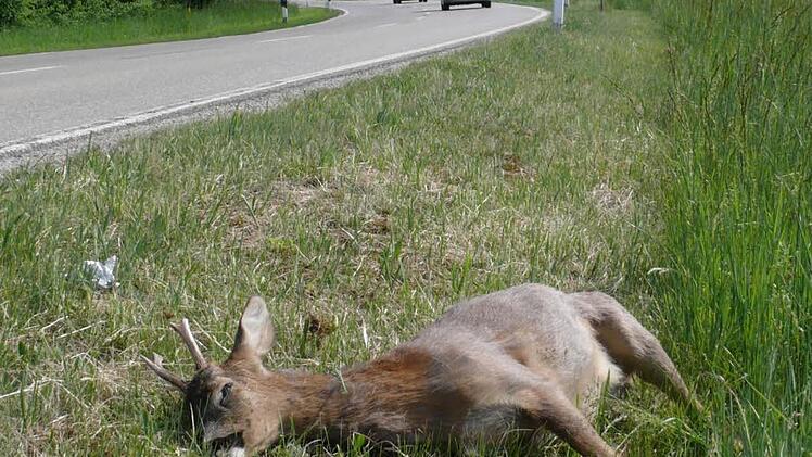 Vor allem im Herbst  sterben immer wieder Wildtiere wie dieser Rehbock im Straßenverkehr. Foto: Jagdverband