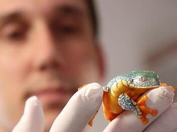 Der Fransen-Blattfrosch zeigt sich bei seinem Halter Thorsten Spörlein handzahm. Foto: Sebastian Schanz