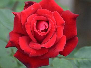 Symbolbild Rose Foto: Ronald Rinklef