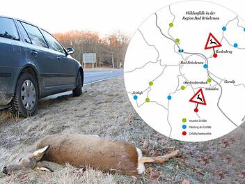 Immer wieder kommt es im Altlandkreis Bad Brückenau zu Wildunfällen, auch in den vergangenen Tagen starben ein Waschbär, ein Hase und sechs Rehe. Foto: Ralf Ruppert/Archiv