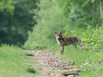 Landratsamt Bamberg prüft mutmaßlichen Fuchsangriff - Warnungen im Netz