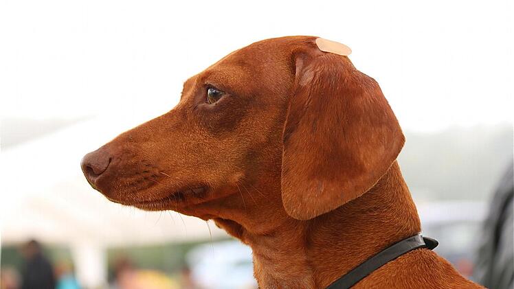 "Schoko-Tiger" Kurzhaardackel Lucky aus Himmelstadt.