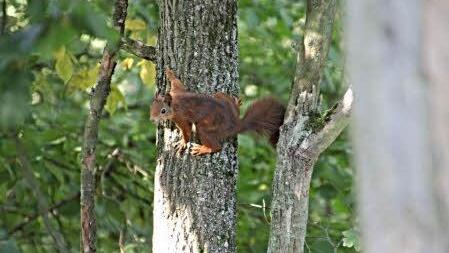 Das Eichhörnchen beobachtete neugierig die Gruppe "in seinem Wald."  Foto: Helmut Will