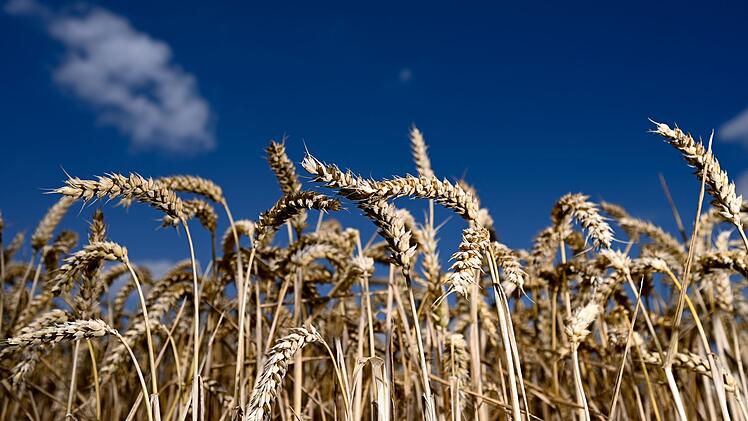 Weizen wird immer teurer. Grund ist unter anderem die Ukraine-Krise. Wird das Grundnahrungsmittel bald knapp?