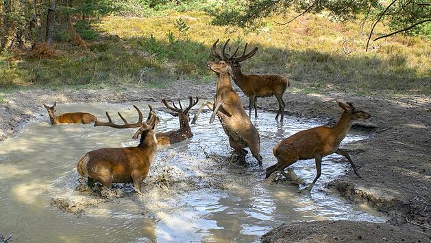 Noch wird das ausgelassene Spiel der Rothirsche in einer Suhle nicht von W&ouml;lfen gest&ouml;rt.