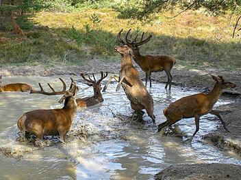 Noch wird das ausgelassene Spiel der Rothirsche in einer Suhle nicht von W&ouml;lfen gest&ouml;rt.