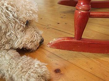 Besonders Hunde sind ungern viele Stunden &uuml;ber allein. Foto: epd