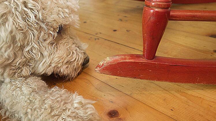 Besonders Hunde sind ungern viele Stunden &uuml;ber allein. Foto: epd