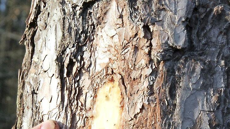 Erste Anzeichen für den Befall mit dem blauen Kiefernprachtkäfer.