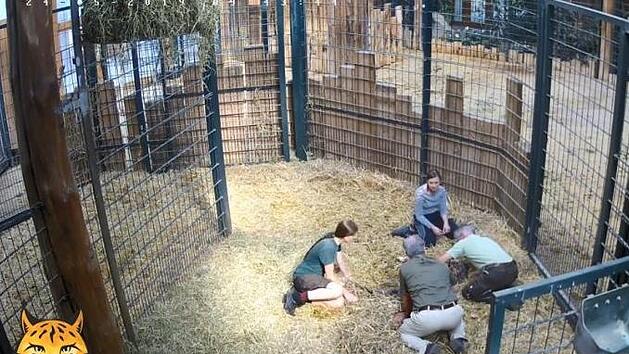 Zu dramatischen Szenen kam es im Magdeburger Zoo: Giraffe Femke brachte ihr Junges zur Welt, das sich jedoch nicht bewegte. Foto: Zoo Magdeburg/Screenshot Youtube