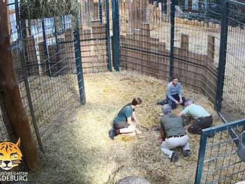 Zu dramatischen Szenen kam es im Magdeburger Zoo: Giraffe Femke brachte ihr Junges zur Welt, das sich jedoch nicht bewegte. Foto: Zoo Magdeburg/Screenshot Youtube