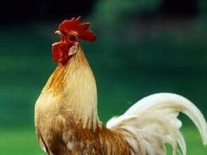 Symbolbild Hahn: Archiv