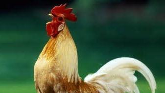 Symbolbild Hahn: Archiv