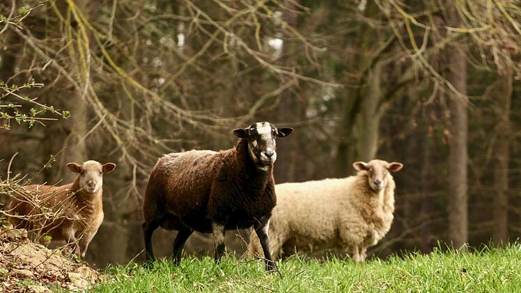 Etwa 20 freilaufende Schafe und Ziegen &auml;rgern seit Wochen Land- und Forstwirte bei Gro&szlig;enh&uuml;l. Foto: Adriane Lochner