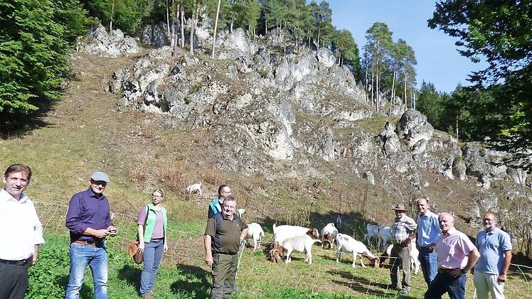 Landrat Hermann Ulm (CSU, links) machte sich vor Ort ein Bild von der Felsfreilegung des Altarsteins am Ortsausgang von Obertrubach in Richtung Bärnfels. Das imposante Felsmassiv wird seit kurzem mit Ziegen des Schäfers Georg Distler aus Eggloffstein beweidet, um eine erneute Verbuschung zu verhindern. Fotos: Thomas Weichert