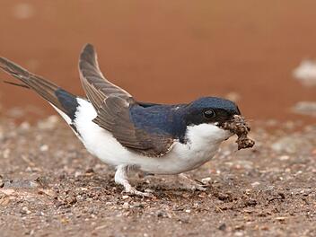 Landkreis Coburg: Für Schwalbennester - Naturschutzverband bittet, Lehmpfützen anzulegen Landkreis Coburg: Für Schwalbennester - Naturschutzverband bittet, Lehmpfützen anzulegen