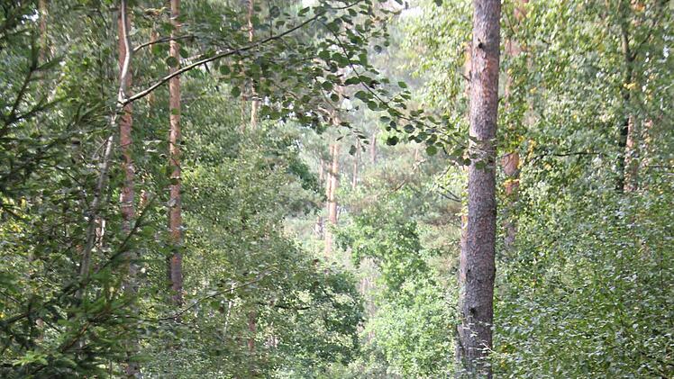 Der Dohnwald.