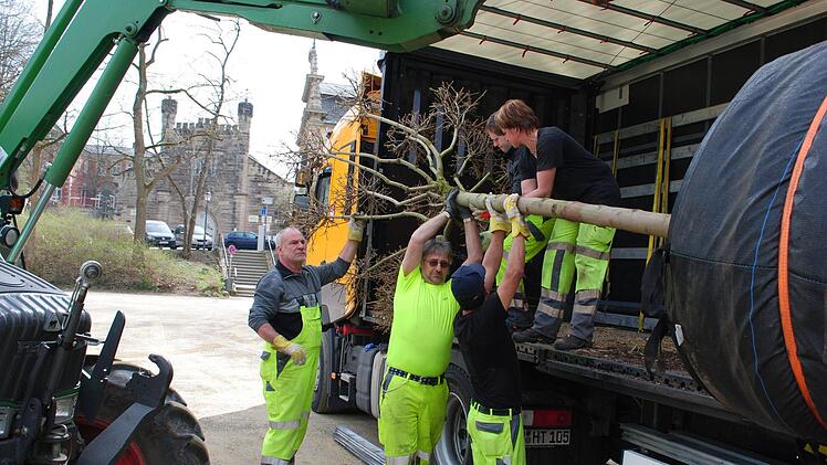 Die MItarbeiter des Grünflächenamts heben den Kugelahorn aus dem Lastkraftwagen. Fotos: Christoph Wiedemann