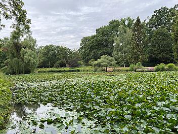 Bamberg: Hainweiher muss gerettet werden - Ma&szlig;nahme erfolgt in den Sommerferien