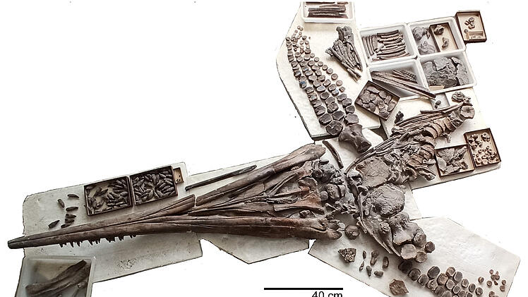 Riesen-Saurier in Oberfranken ausgegraben - es schwamm verletzt durchs Meer