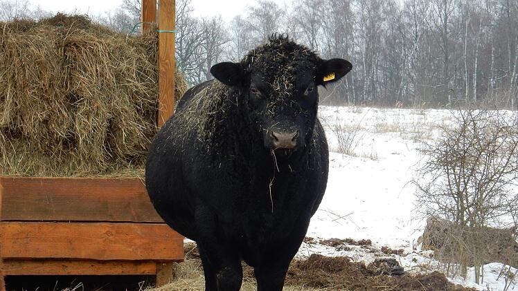 Rinder und Wildpferde werden mit dem Futter ernährt, das auf dem Brönnhof wächst.