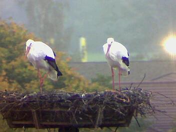 Das Storchenpaar duckt sich im Nest vor dem Regen.Foto: Webcam/ Christian Fenn