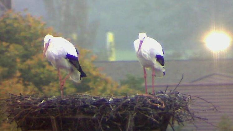 Das Storchenpaar duckt sich im Nest vor dem Regen.Foto: Webcam/ Christian Fenn