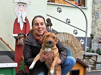 Nicht nur zur Weihnachtszeit: Ein liebevolles Zuhause für immer sucht Mischlingshund Archie, hier mit Interims-Frauchen Ursula Boehm, Leiterin des Kreistierheims Wannigsmühle. Foto: Sigismund von Dobschütz