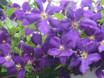 Clematis - Symbolfoto: Archiv