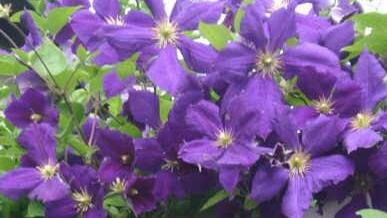 Clematis - Symbolfoto: Archiv