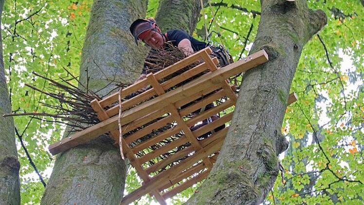"Nicht einfach und nicht ungefährlich" war nach Angaben von Albert Schrenker die Befestigung der Plattform zwischen mehreren Buchenstämmen. Zum Glück ist Forstmeister Norbert Seitz (Bild) ein ausgebildeter Baumkletterer. Foto: Hans-Peter Schönecker