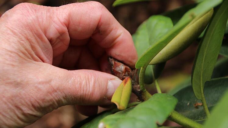 Eindrücke aus dem Garten von Susi Vorndran. Foto: Benedikt Borst
