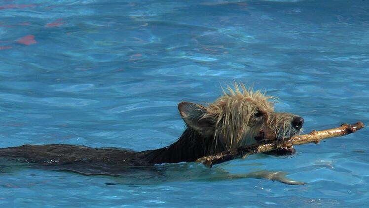 Es muss nicht immer Plastikspielzeug sein - auch mit einem St&ouml;ckchen macht das Schwimmen viel Spa&szlig;.Christian Licha