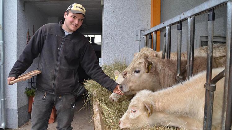 Der Frauenrother Jan Katzenberger hält Charolais-Rinder mit weißem Fell. Hier verfüttert er Zuckerrüben an seine Kälber, die jetzt in den Wintermonaten im Stall untergebracht sind. Foto: Kathrin Kupka-Hahn