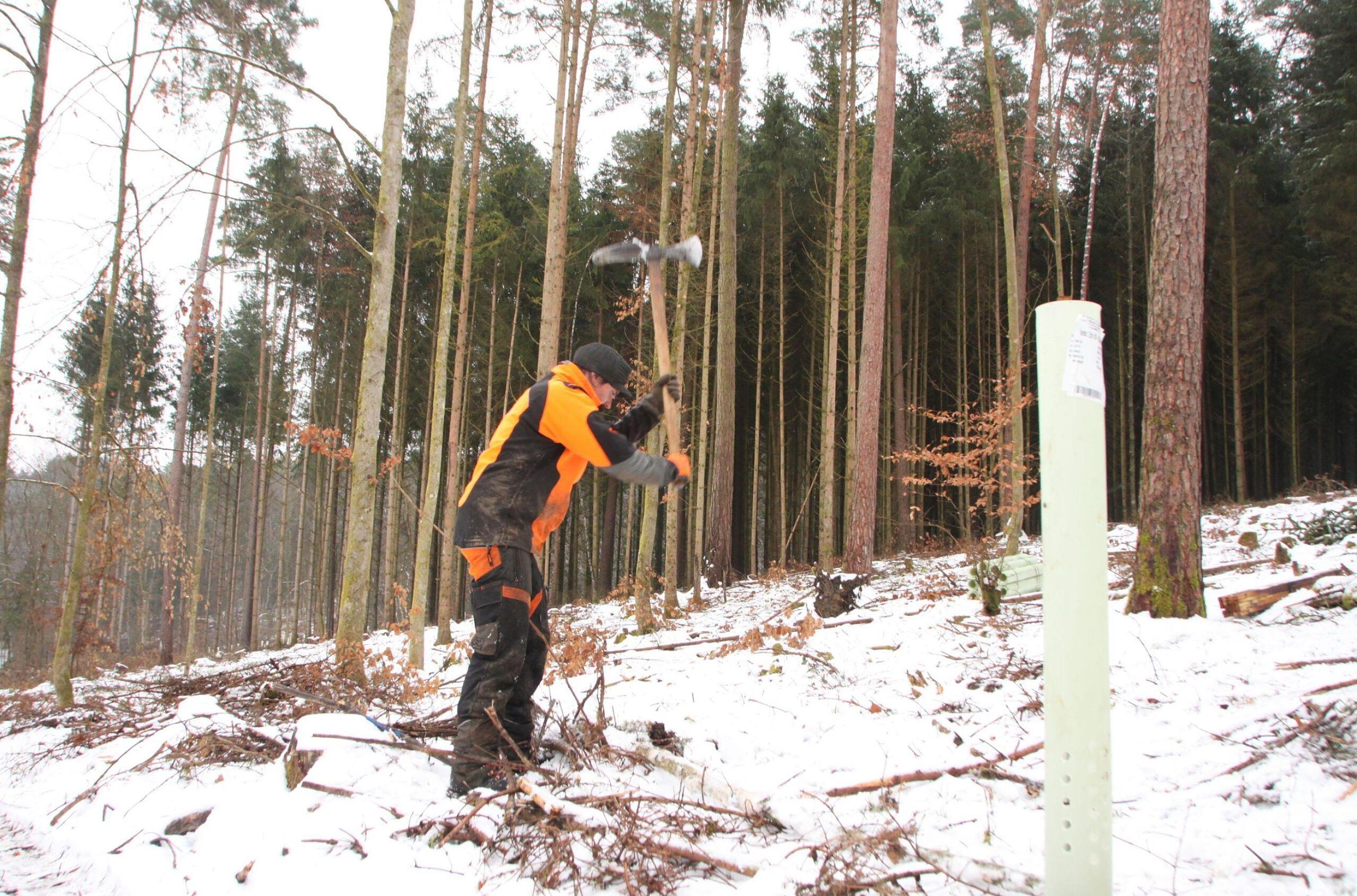 Münnerstadt Fast 30 000 Bäumchen für den Wald der Zukunft