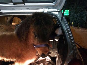 Ein Pony ist in einem Kofferraum eines Autos in Lieberose (Brandenburg) zu sehen. Wie das Pony die Fahrt wohl fand? Foto: Polizei Brandenburg/Polizei Brandenburg/dpa