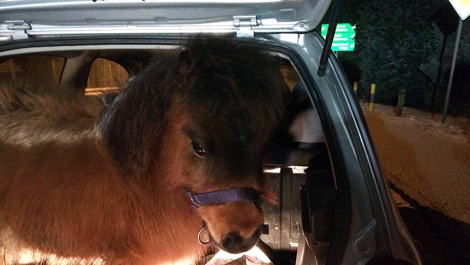 Ein Pony ist in einem Kofferraum eines Autos in Lieberose (Brandenburg) zu sehen. Wie das Pony die Fahrt wohl fand? Foto: Polizei Brandenburg/Polizei Brandenburg/dpa