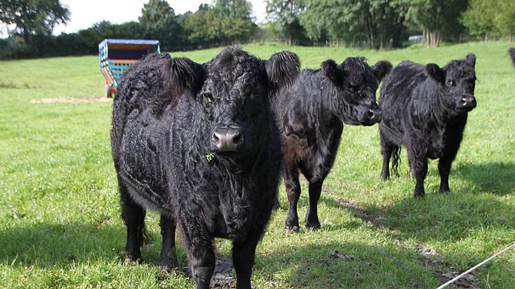 Die Galloways stehen bei Geroda. Sie können das ganze Jahr draußen bleiben. Foto: Ulrike Müller