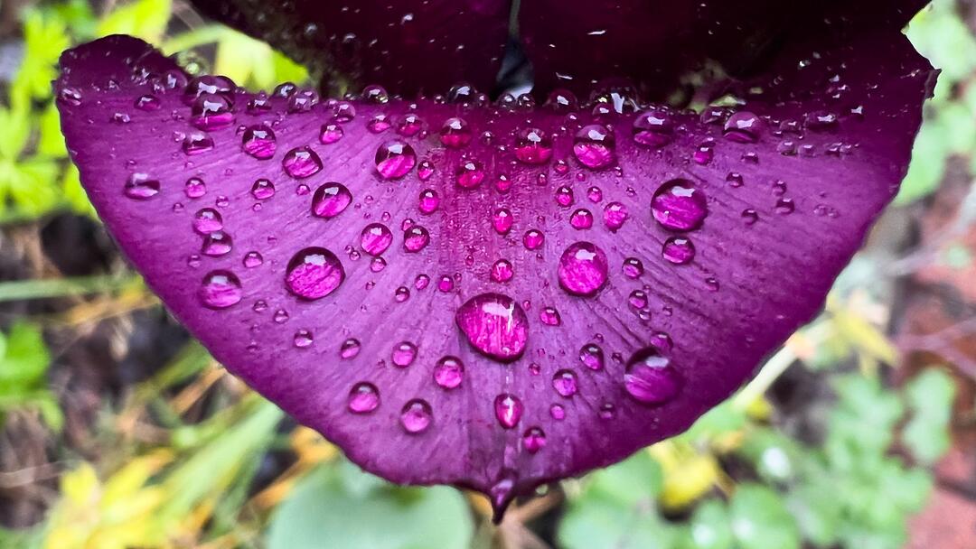 Regen in Niedersachsen