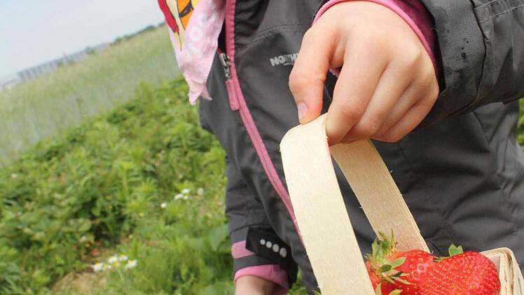 Körbeweise frische Erdbeeren pflücken die Kinder.