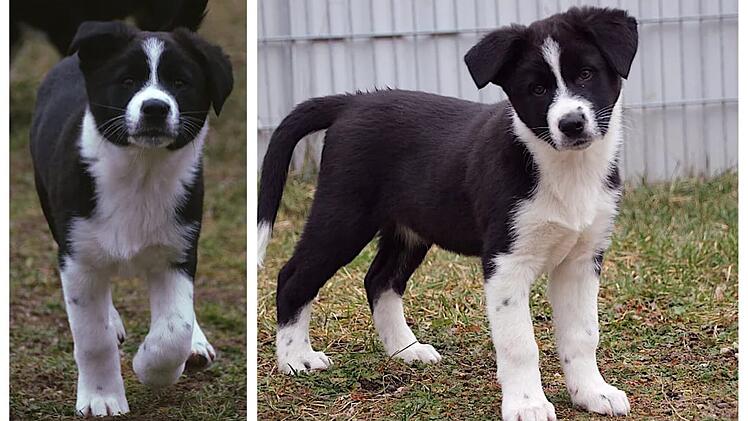 Tierheim Nürnberg: "Kein Hund für jedermann" - Außergewöhnliche Mischlingswelpen suchen Zuhause