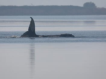 "Timmy" schl&auml;gt mit Schwanzflosse - Rettungsaktion f&uuml;r Wal l&auml;uft