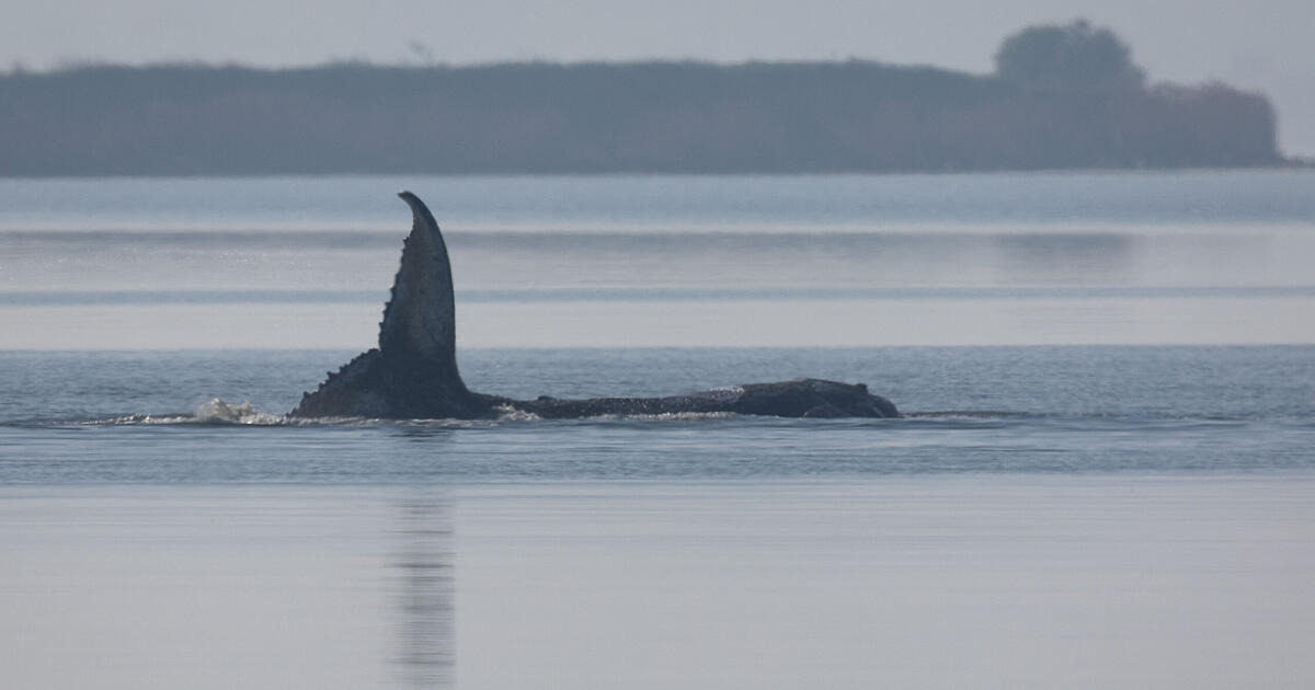 Humpback whale Timmy released in North Sea: Experts skeptical