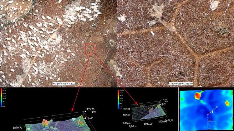 Ein winziger Ausschnitt des Blattes in verschiedenen Bearbeitungsvarianten. Foto: Keyence