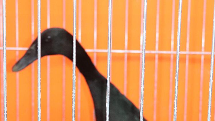 Auch Laufenten gab es in Adelsdorf zu sehen.