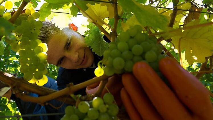 Franz Kram (19), Winzerlehrling im Weingut Juliusspital bei der Weinlese.  Foto: Tobias Köpplinger